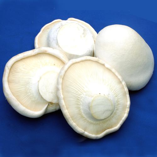 食用菌 (18).jpg 食用菌 (18).jpg